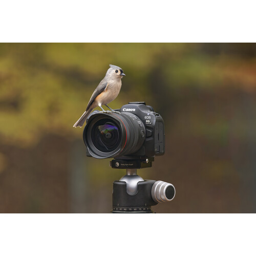 Canon EOS R6 Mark III Mirrorless Camera - Image 9