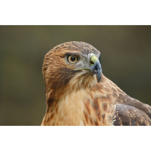 Canon EOS R6 Mark III Mirrorless Camera - Image 14